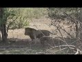 Buffalo calf confronts a male lion