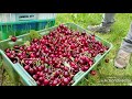 FAST CHERRY HARVEST, COSECHA DE CEREZAS, PIZCADOR  RAPIDO