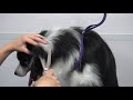 Border Collies will outsmart you | Channel Announcements