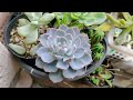 TIPS TANAM SEKULEN ANTI GAGAL#secculent #tanamanhias #sukulen #kaktus #haworthia #echeveria