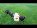 Doberman Vs German Shepherd • Big Dog Fitness Challenge