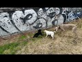 Weimaraner Gets Left Out Of Playtime 😿