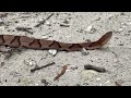 Huge Cottonmouth Snake Crawls in the Woods