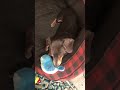 Blue dachshund Boo plays with a bluebird toy he’s such a cutie booty~ ❤️😍😘🥰🐶