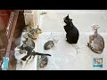 Kiditor -funny cat videos 2022| cute  Cats and kittens🐈😺|funny cats | baby cats 🐈🐱