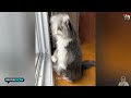 FUNNY CATS and DOGS🐶😹 New Funniest Cute Animals Videos 2024💥