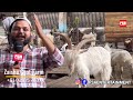 Full Tour of Zaisha Goat Farm, Cotton Green, Mumbai | Offers Palai & Bharai