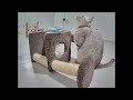 Funniest Cats and Dogs 😂😍 Funny And Cute Animal Videos 2024 😍😹