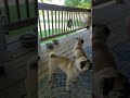 Morning breakfast for the pugs and gunner and a little play time.