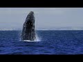 Humpback Whales Protect Calves from Killers | Wild California 106