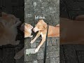 WHO'S TO BLAME? | Golden Labrador Mix Story Ep02 | Golden Mutt / Mix Breed Dog