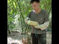 How to Chop Bamboo Shoot - Professional Guide for Preparing Bamboo Shoot