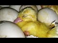 How To Incubate Muscovy Duck Eggs Produce Healthy Babies On Poultry Farm