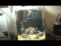 Home Aquarium in Hawaii - Nimo - Black Clownfish 2