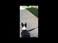 AMAZINGLY FUNNY Boston Terrier Dog Breed Compilation!