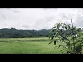 Relaxing Sound - Rice Fields