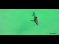 Great White Shark Takes Bite at Kelp & Incredible Slow Motion Footage