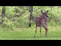 Ever hear the sound a deer makes?