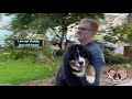 DANGER! Bernese Mountain Dog Puppy Walks are Trouble...