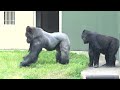 Silverback Dares to Confront Provocative Son｜Shabani Group