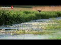 Falling asleep to the soft sound of rain falling on a pond and watching cute ducks | 10 Hour Video |