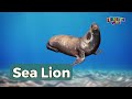 Learn Sea Animal Names in English - Ocean Animal Videos