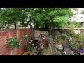 View of my rose garden from an FPV drone. Roses in bloom. Roses in summer. Roses in pots.
