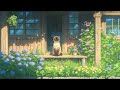 Cat & Hydrangea Garden 🐾💌 Chill Ghibli Lofi 🎧🍃Chill/Sleep/Healing || Lofi With My Cat