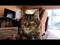 a visit with a tiger like kitty - Oliver the cat