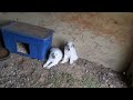Great Pyrenees Puppies and American Breese Chicks.