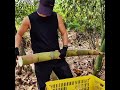 Chopping Bamboo Shoots the Professional Way