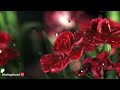 Gentle Rain on the Flower | Sounds With Piano Music for Sleeping and Relaxing | 10 Hour Video |