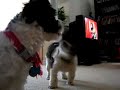 Shih-poo Fight, and a Sneeze?