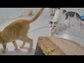 😘 Funniest Dogs and Cats 😘🐱 Funny Cats Videos 2024 😹😘