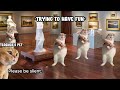 CAT MEMES: SCHOOL TRIP 2