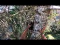 How I've climbed trees for 25 years  Echo 2511t