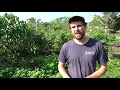 EASIEST To Grow Root Crop in Florida // Pro-Tips and Harvest with Josh Jamison @ HEART Village