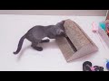 Feline Frenzy: Kitten's Playtime Bliss with the Scratch Pad. #Avacato