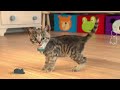 MY LITTLE KITTEN ADVENTURE OF A LITTLE KITTEN  Best Learning cartoons Videos for babies!