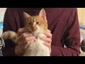1 Hour | ASMR : Cats Purring for Relaxation and Deep Sleep