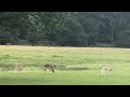 Red deer stag roaring