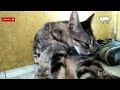 Bermain  dan makan  bareng // kucing kampung lucu!!!!