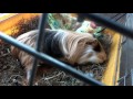 natural bath guinea pig         rip [*] guinea pig 2016-2019