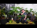 How to Grow Papaya Indoors