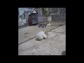 😸🤣 So Funny! Funniest Cats and Dogs 😂😍 Funny Animal Videos #16