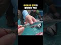 우리나라에서 잡힌 참치 배 속을 열어보았더니... #shorts #tuna