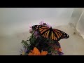 How to pick up a Monarch Butterfly