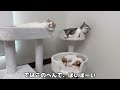 先輩猫のしっぽで遊んでたらついにブチ切れられた子猫がこうなっちゃいました…