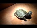 baby turtles beginner questions