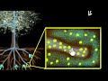 Xylem & transpiration | Life processes | Biology | Khan Academy